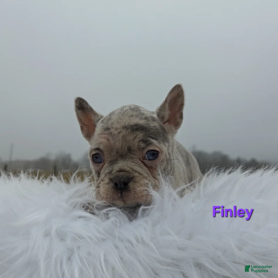 Mixed Breed dogs for sale: Finley  - Ad 5