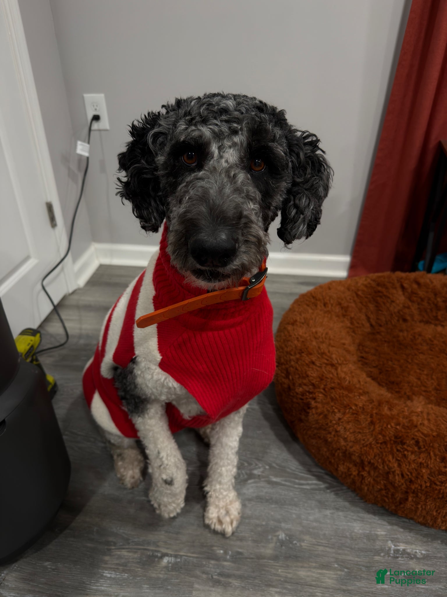 Mixed Breed dogs Molly  - Ad 2