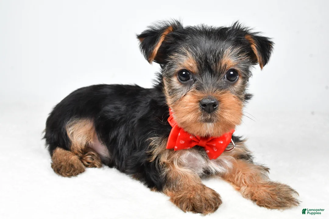 Yorkshire Terrier dogs for sale: Tommy - Ad 2