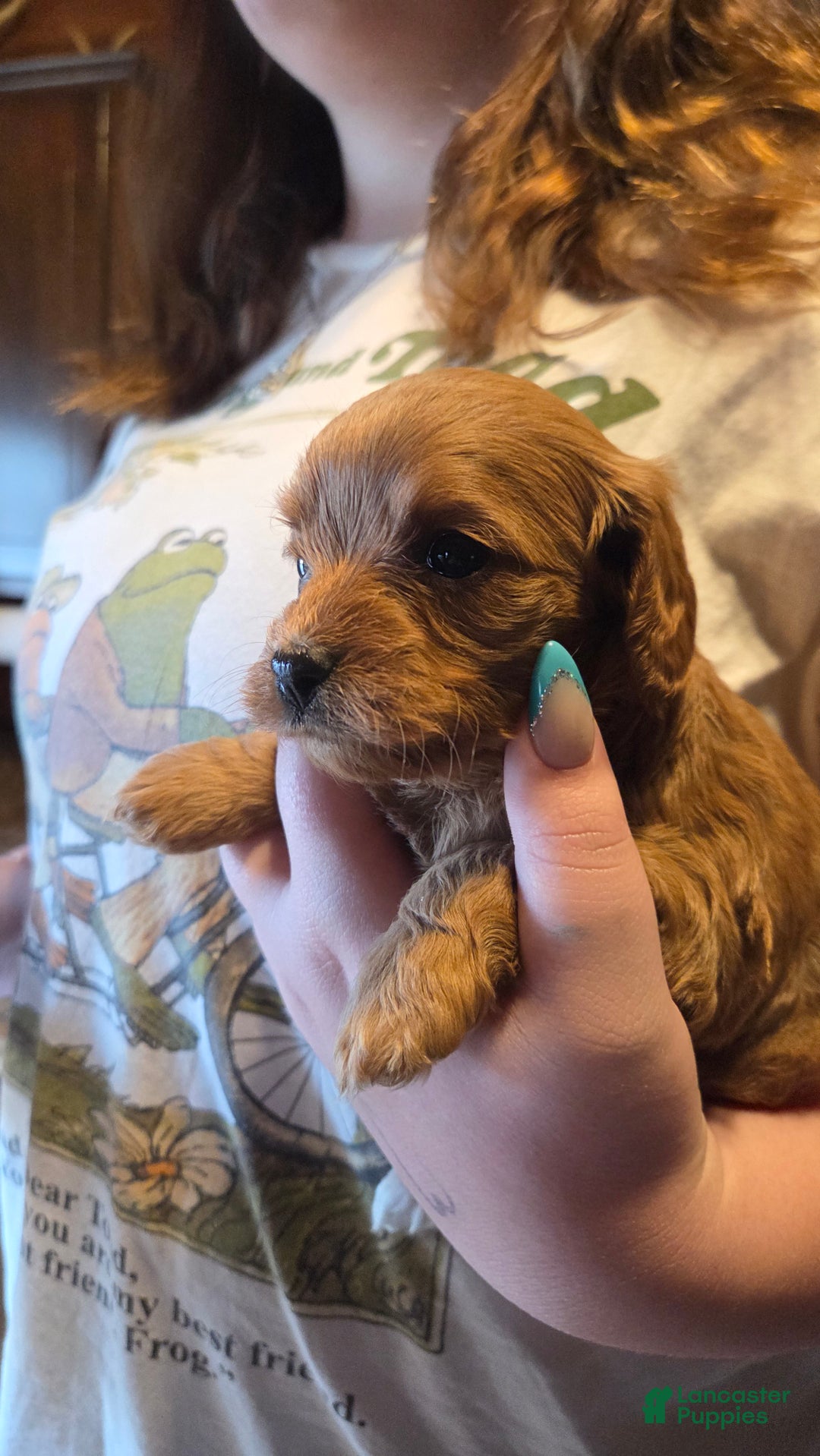 Cavapoo dogs for sale: Navaeh - Ad 10