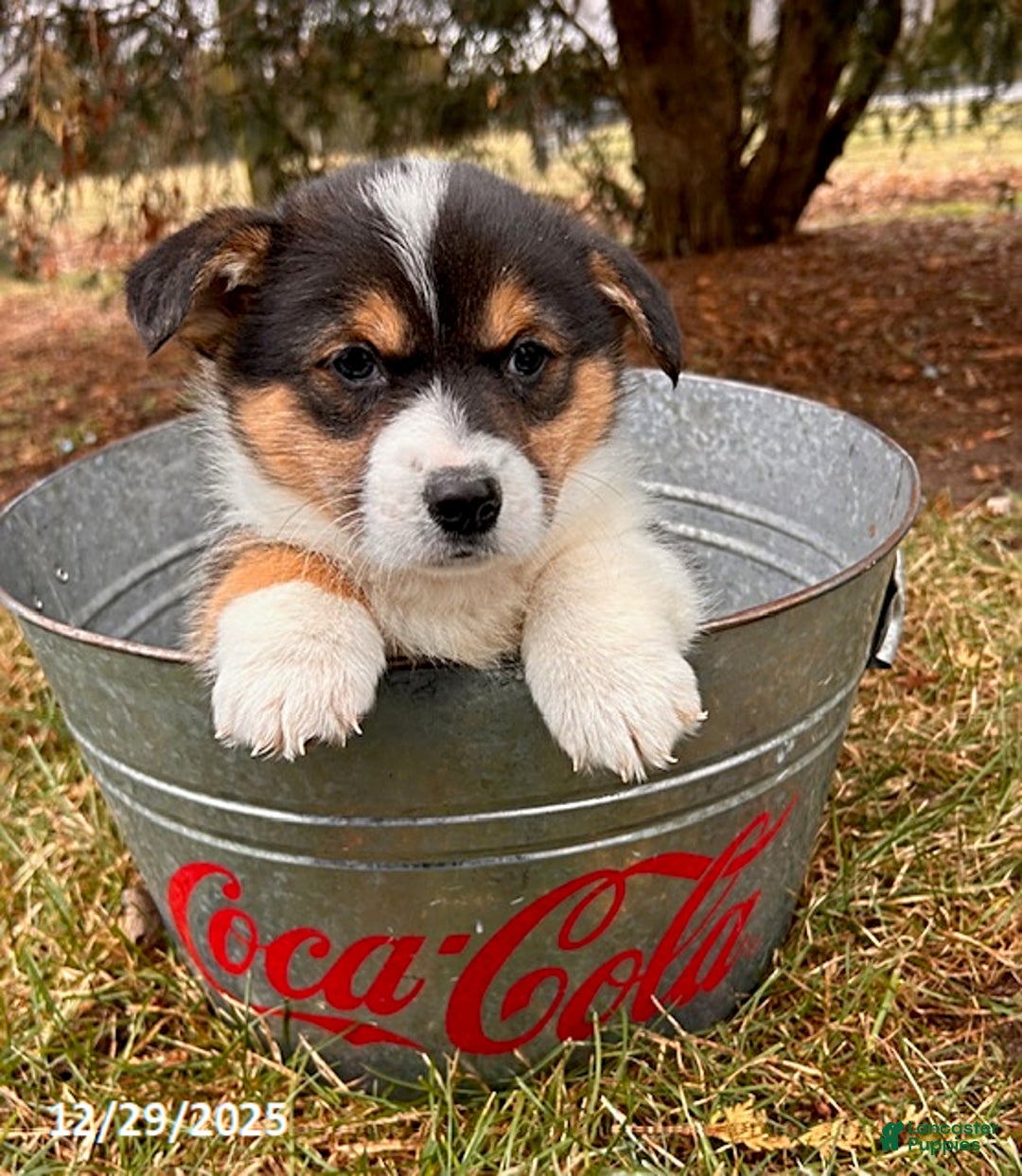 Welsh Corgi Pembroke dogs for sale: Cleo - Ad 1