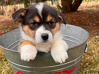 Welsh Corgi Pembroke dogs Cleo - Ad 12