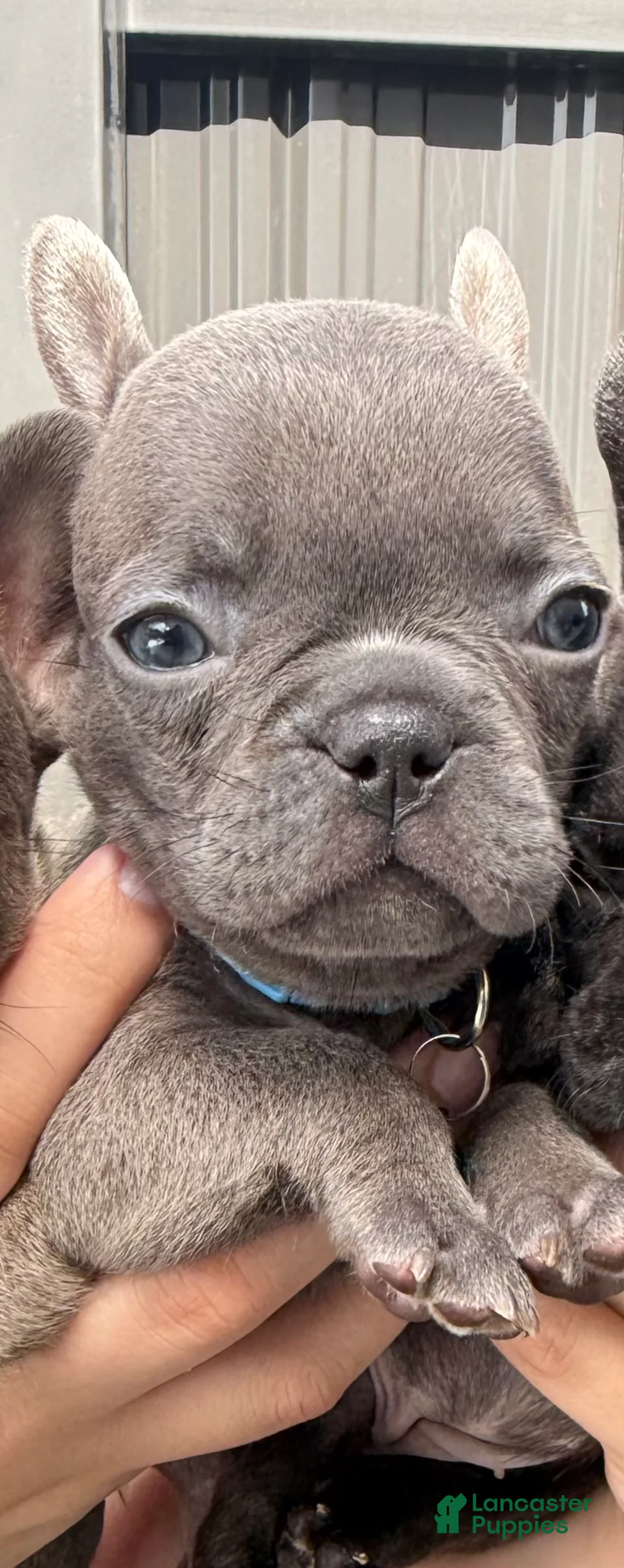 French Bulldog dogs for sale: Selene - Ad 4