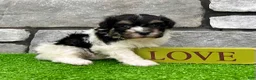 Havanese dogs for sale: Dillon - Ad 5