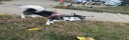 Siberian Husky dogs for sale: Green - Ad 6