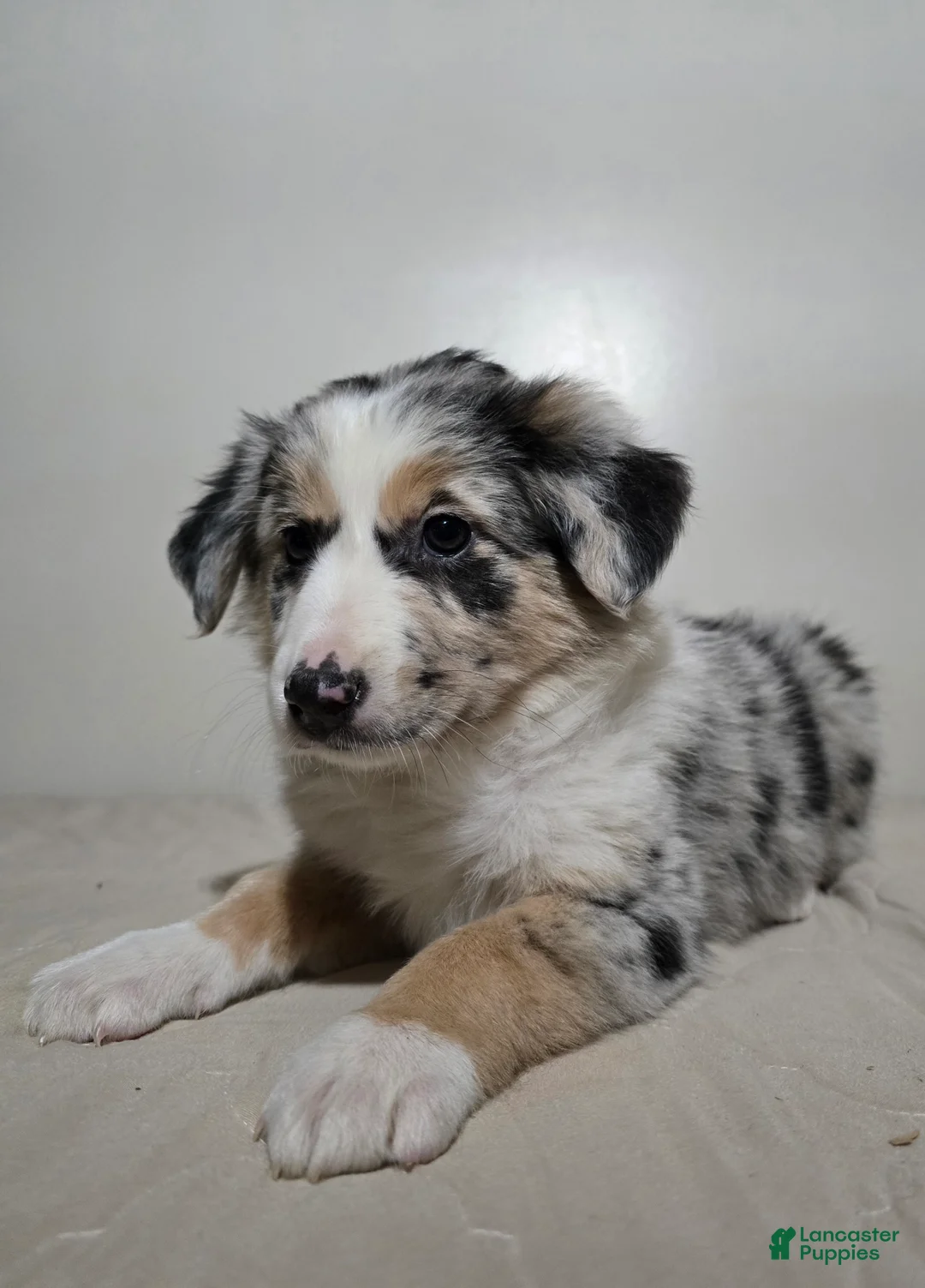 Australian Shepherd dogs for sale: Candi - Ad 1