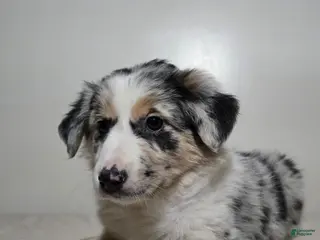 Australian Shepherd dogs Candi - Ad 24