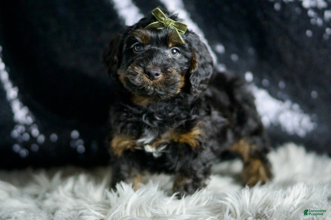 Yorkiepoo dogs for sale: Christian - Ad 4