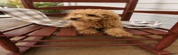Mixed Breed dogs for sale: Trixie - Ad 4