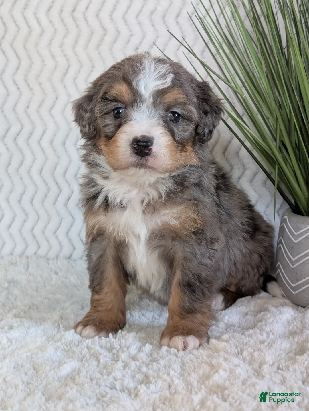 Mini Bernedoodle dogs for sale: Mini River  - Ad 1