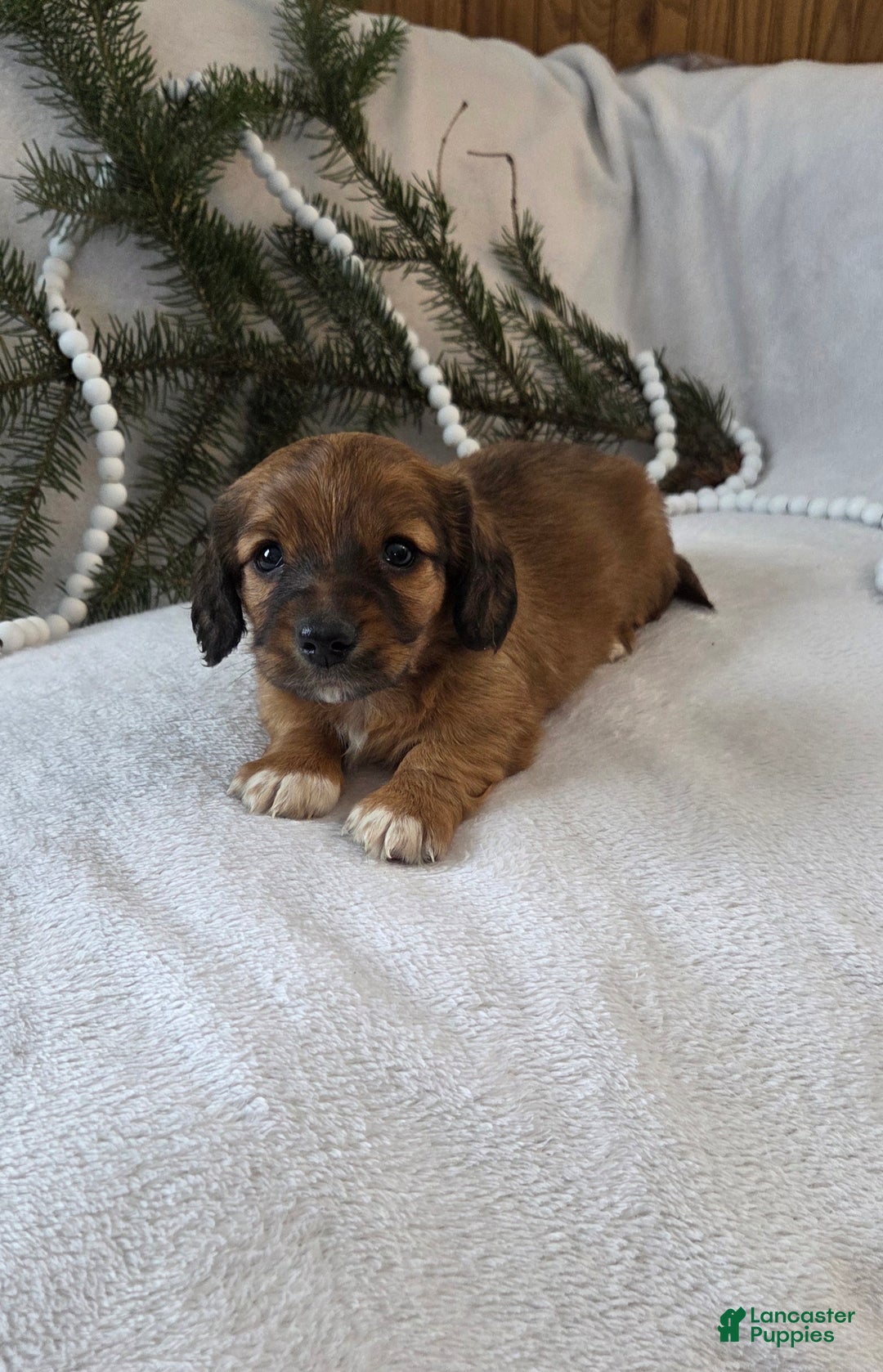 Miniature Dachshund dogs for sale: Mocha - Ad 4