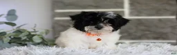 Maltipoo dogs for sale: Tiny - Ad 6