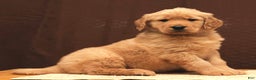 Golden Retriever dogs for sale: Flint - Ad 8