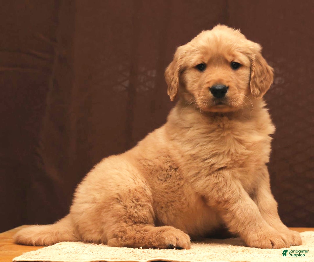 Golden Retriever dogs for sale: Flint - Ad 8