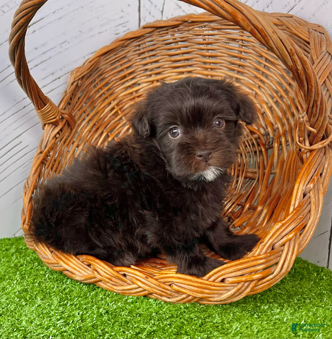 Havapoo dogs for sale: Mickey - Ad 4