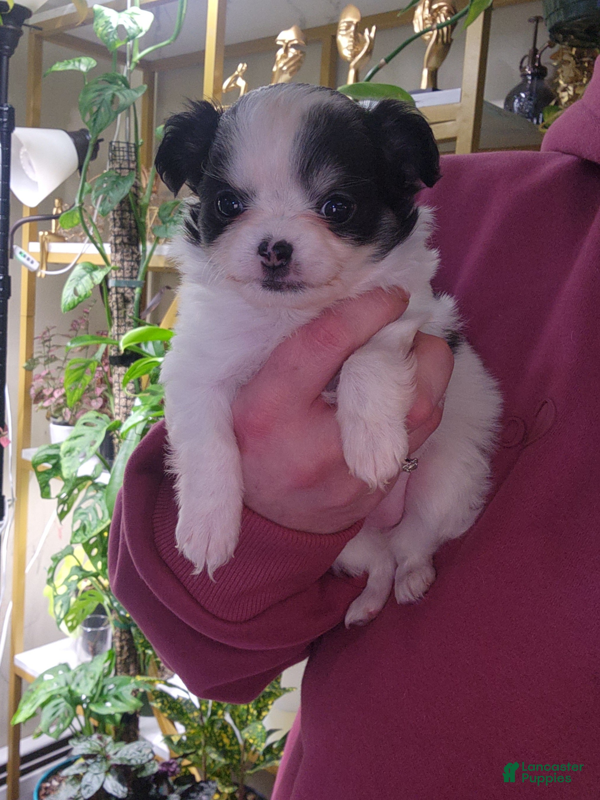 Chihuahua dogs Posie - Ad 35