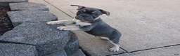 French Bulldog dogs for sale: Dick - Ad 2