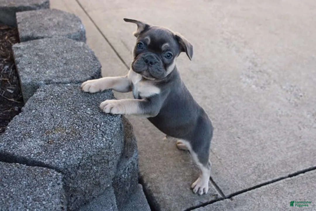 French Bulldog dogs for sale: Dick - Ad 2
