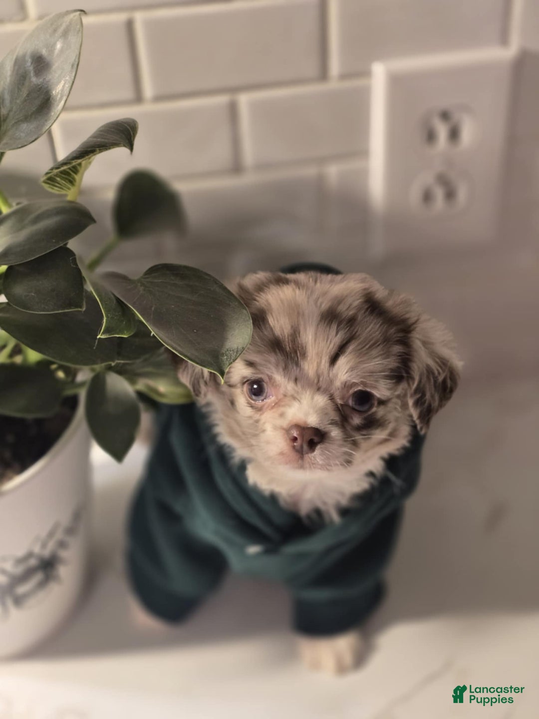 Chihuahua dogs for sale: Donnie - Ad 5