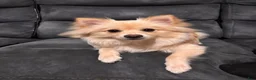 Pomeranian dogs for sale: Pomeranian 1 - Ad 5