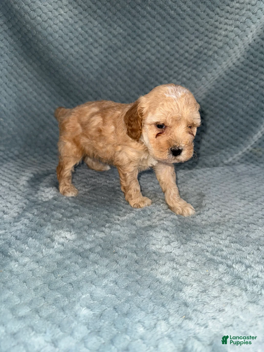 Cavapoo dogs for sale: Cavapoo Puppy 3 - Ad 8