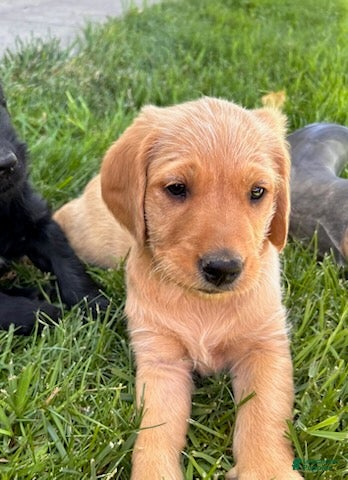 Goldendoodle dogs for sale: Goldie - Ad 1