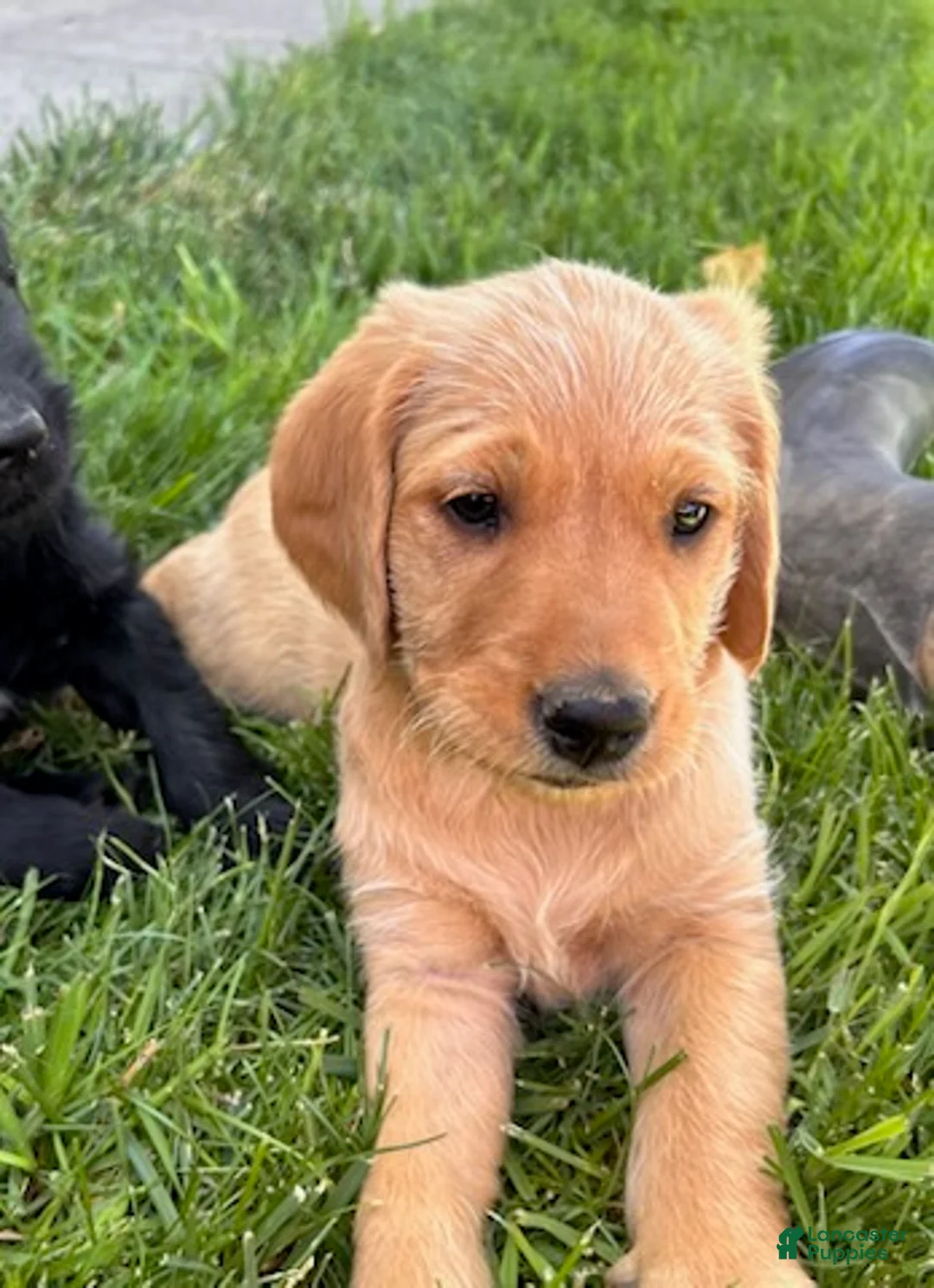 Goldendoodle dogs for sale: Goldie - Ad 1