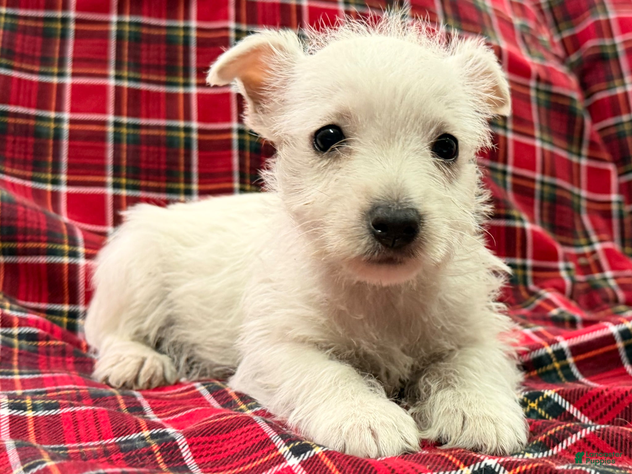 West Highland Terrier dogs Makayla - Ad 2