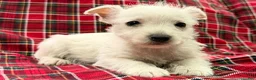 West Highland Terrier dogs for sale: Makayla - Ad 2