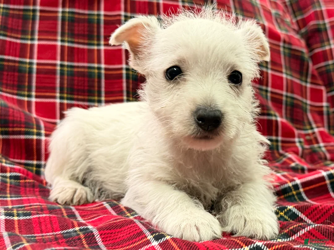 West Highland Terrier dogs for sale: Makayla - Ad 2