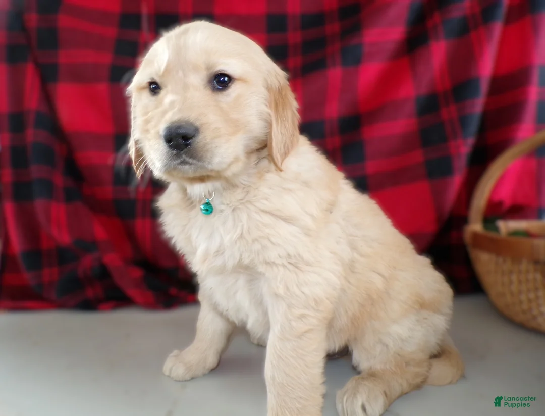 Golden Retriever dogs for sale: Golden Retriever Puppy 3 Thunder - Ad 2