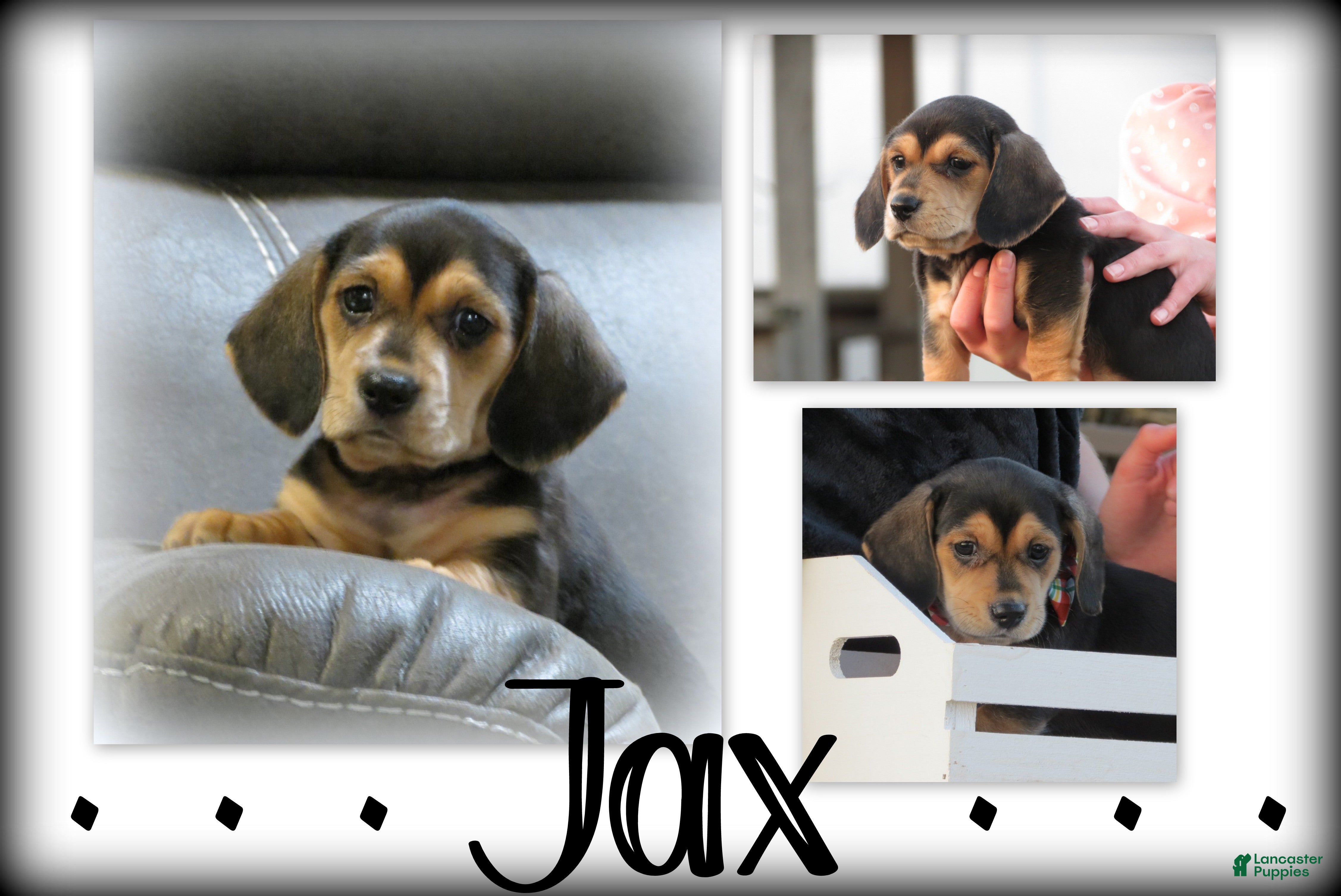 Miniature Dachshund dogs Jax - Ad 17