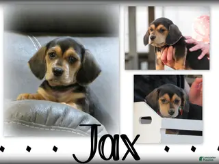 Miniature Dachshund dogs Jax - Ad 17