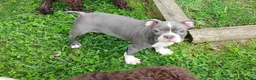 Boston Terrier dogs for sale: Razzle - Ad 3