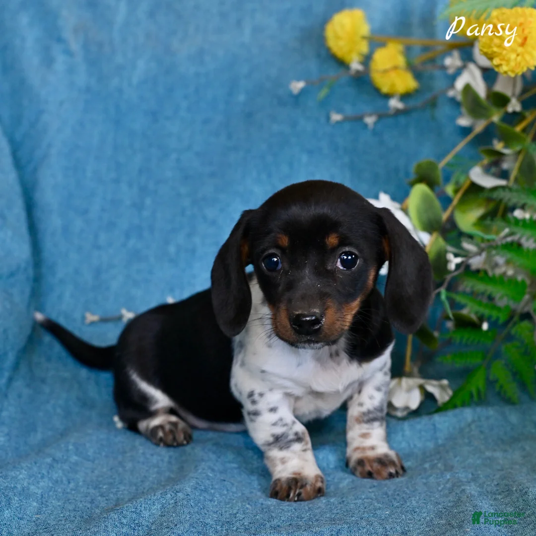 Miniature Dachshund dogs for sale: Pansy - Ad 5