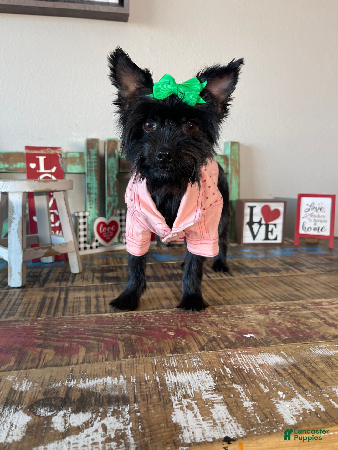 Yorkshire Terrier dogs for sale: KB Black Mia - Ad 2