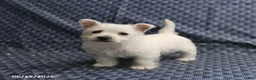 West Highland Terrier dogs for sale: Daisy - Ad 4