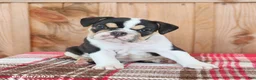English Bulldog dogs for sale: Ruby - Ad 4