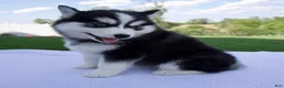 Pomsky dogs for sale: Sadie - Ad 5