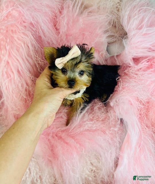 Yorkshire Terrier dogs Yorkshire Terrier Puppy 1 - Ad 2