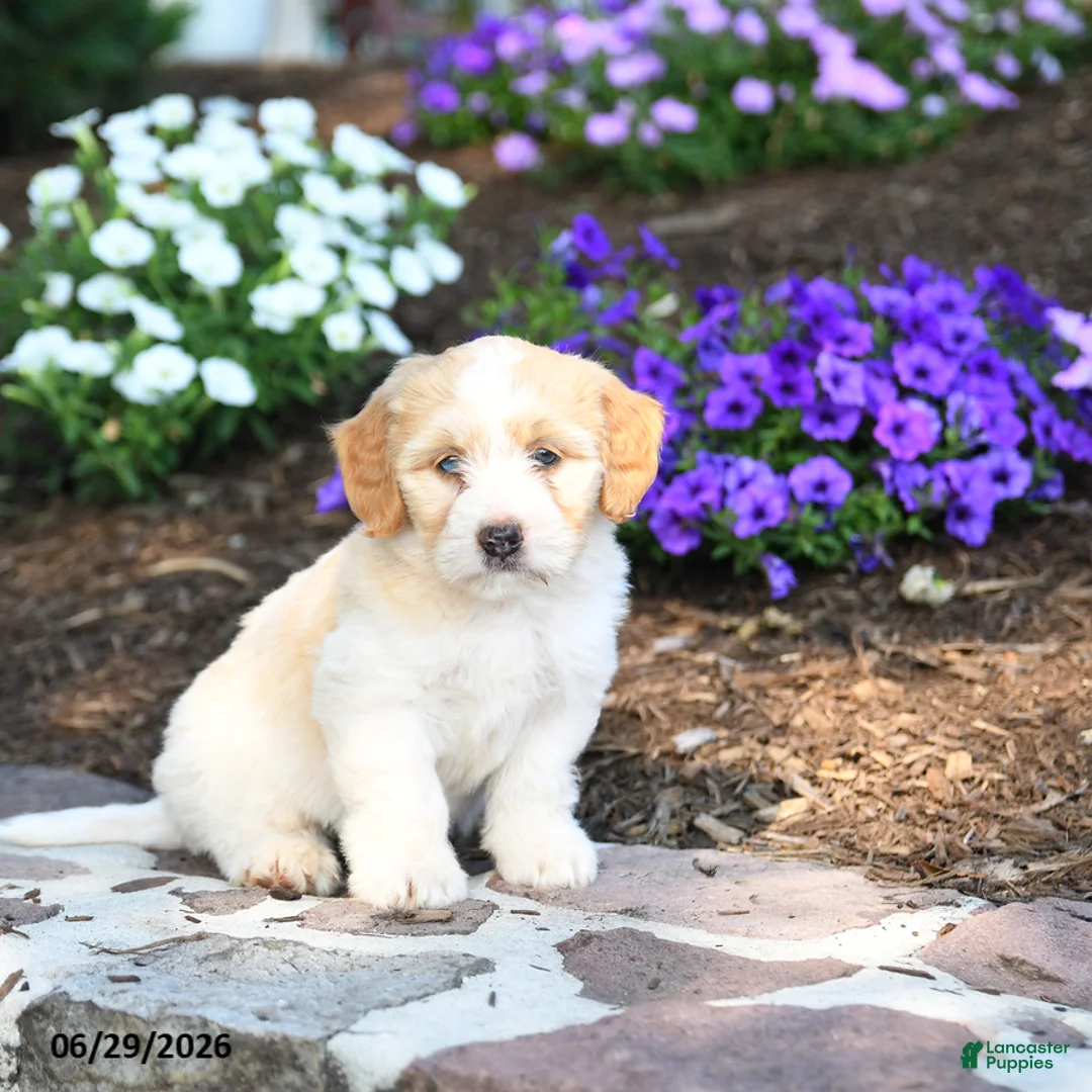 Mini Bernedoodle dogs for sale: Paris - Ad 1