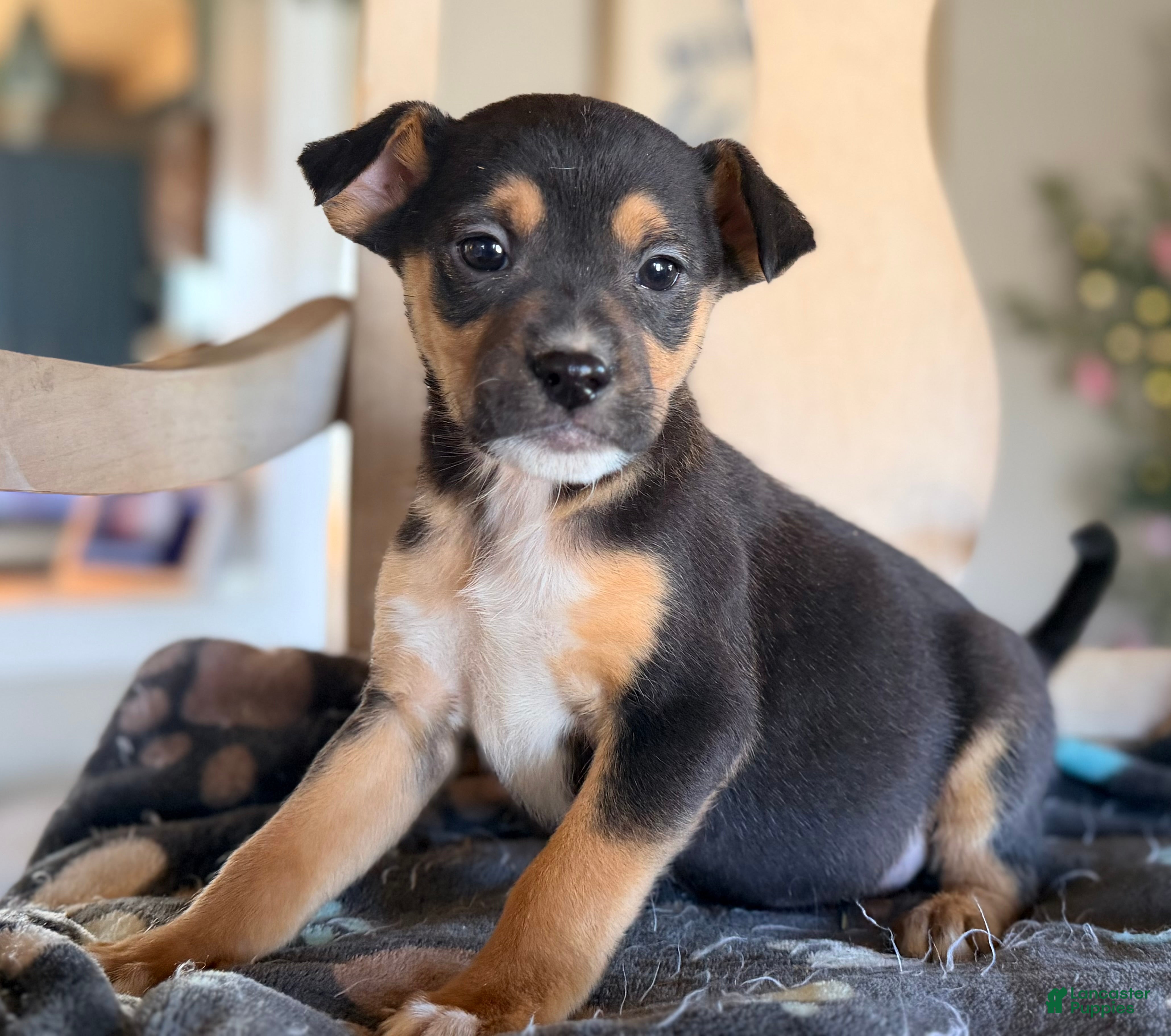 Mixed Breed dogs Eddie - Ad 13