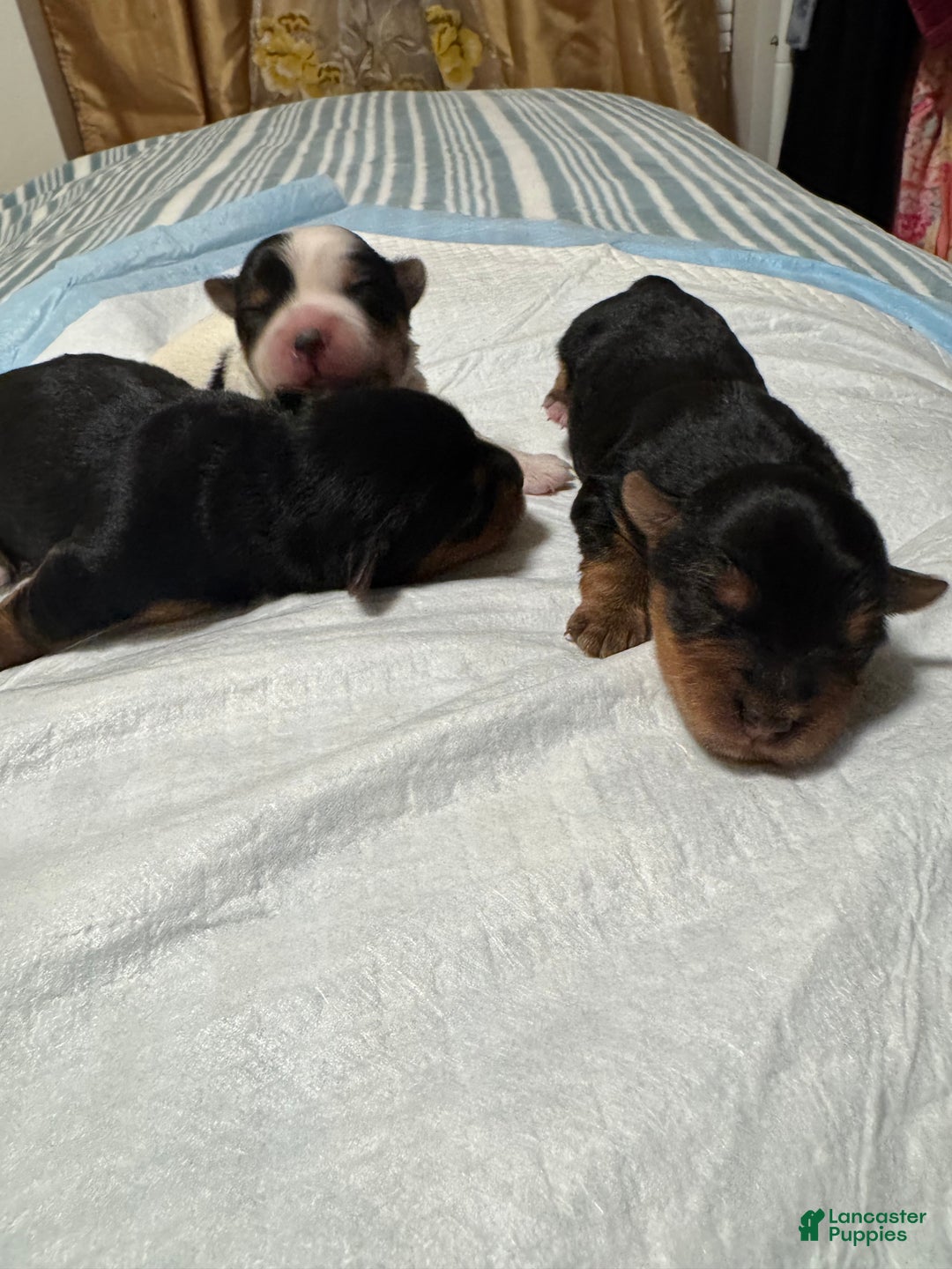 Yorkshire Terrier dogs for sale:  Puppy 2 - Ad 1