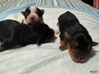 Yorkshire Terrier dogs Puppy 2 - Ad 2