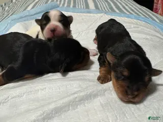 Yorkshire Terrier dogs Puppy 2 - Ad 12