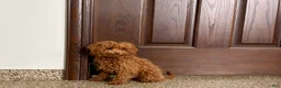 Maltipoo dogs for sale: Tiny Red  - Ad 5