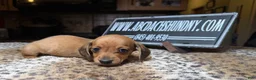 Miniature Dachshund dogs for sale: Smooth red male - Ad 5