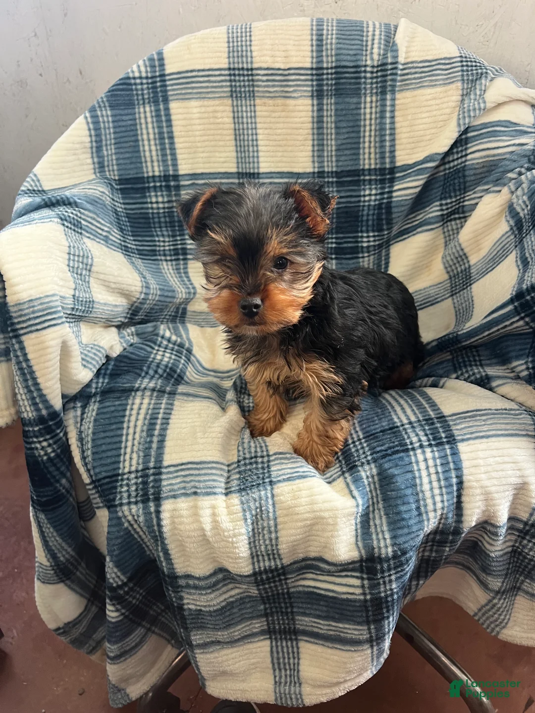 Yorkshire Terrier dogs for sale: Walter - Ad 4