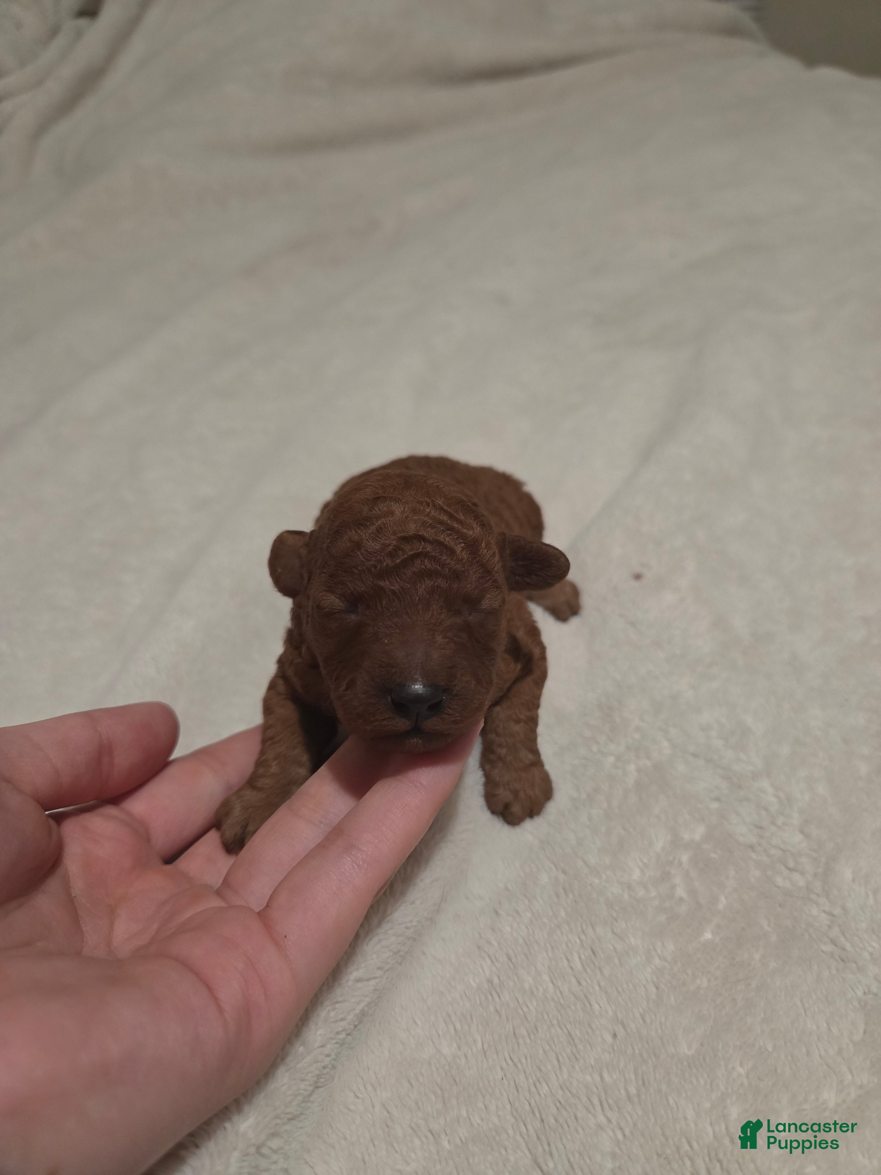 Maltipoo dogs Princess  - Ad 20