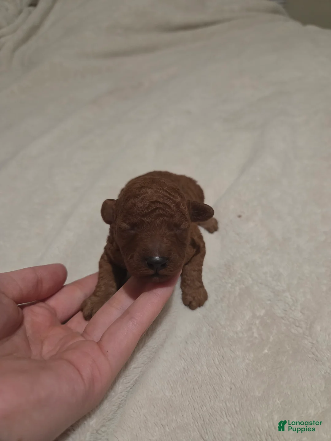 Maltipoo dogs for sale: Princess  - Ad 1